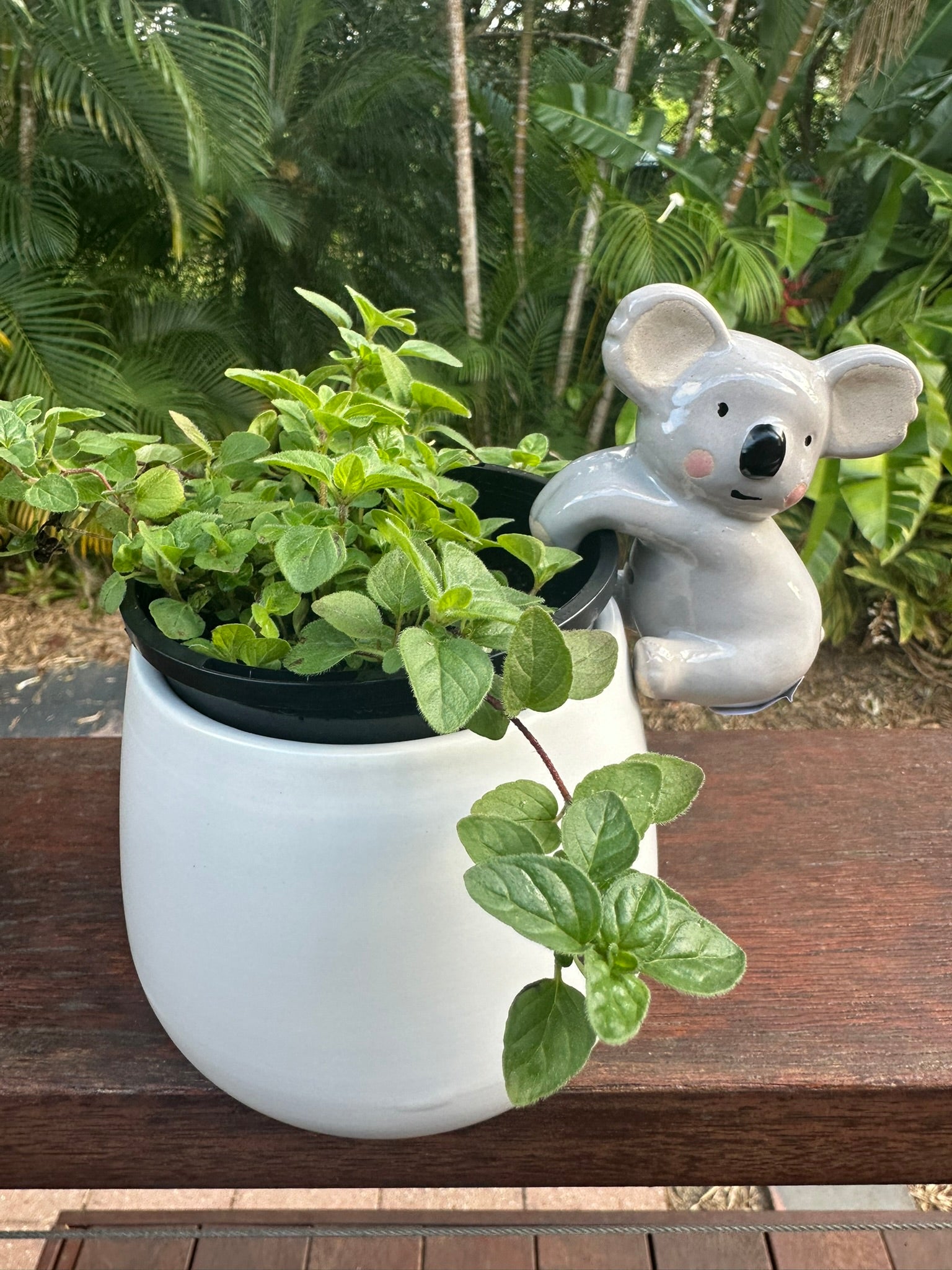 koala plant pot Koala Pot Hugger – The Eumundi Trading Co