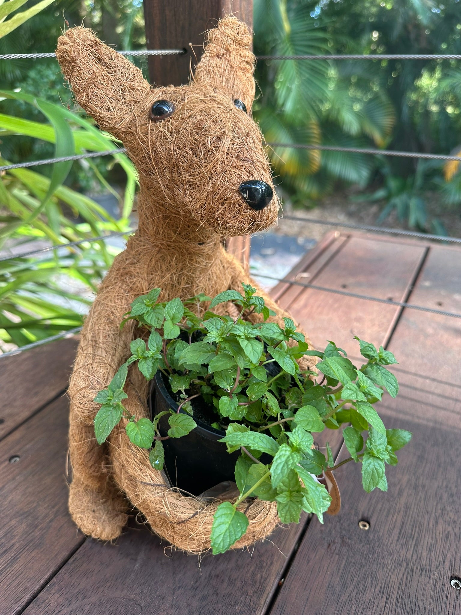 Australian themed Kangaroo Pot Planter 