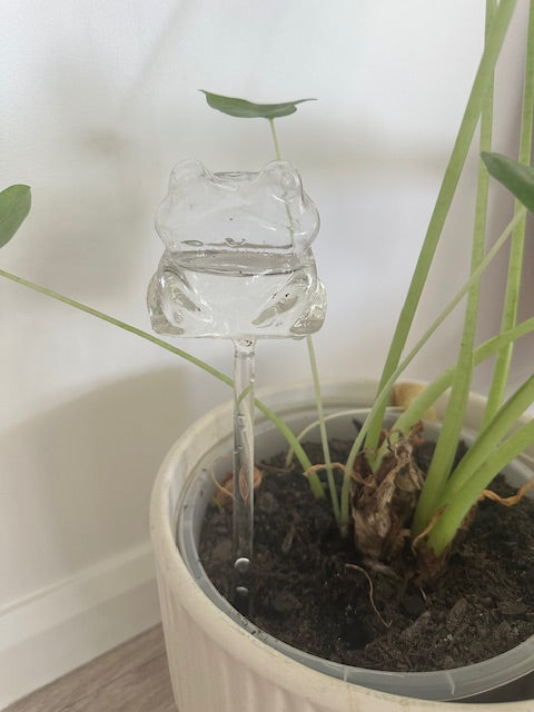 Indoor Plant Waterer - Frog
