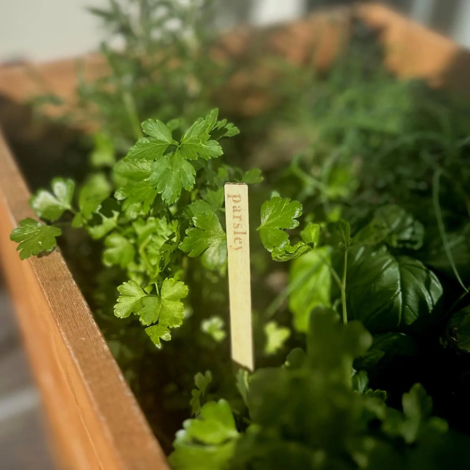 Wooden Herb Plant Markers - Set of 12